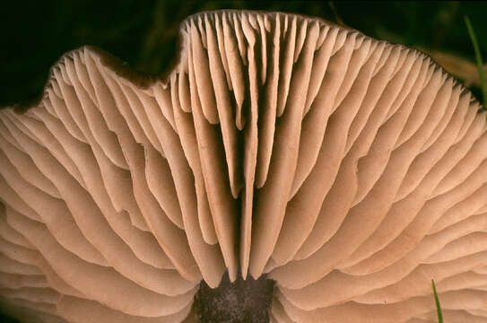 Image of Entoloma asprellum (Fr.) Fayod 1889