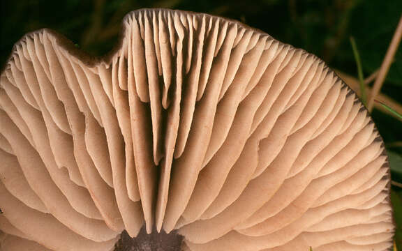 Image of Entoloma asprellum (Fr.) Fayod 1889