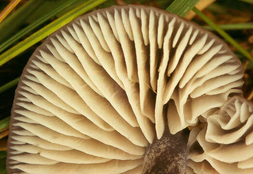 Image of Entoloma asprellum (Fr.) Fayod 1889