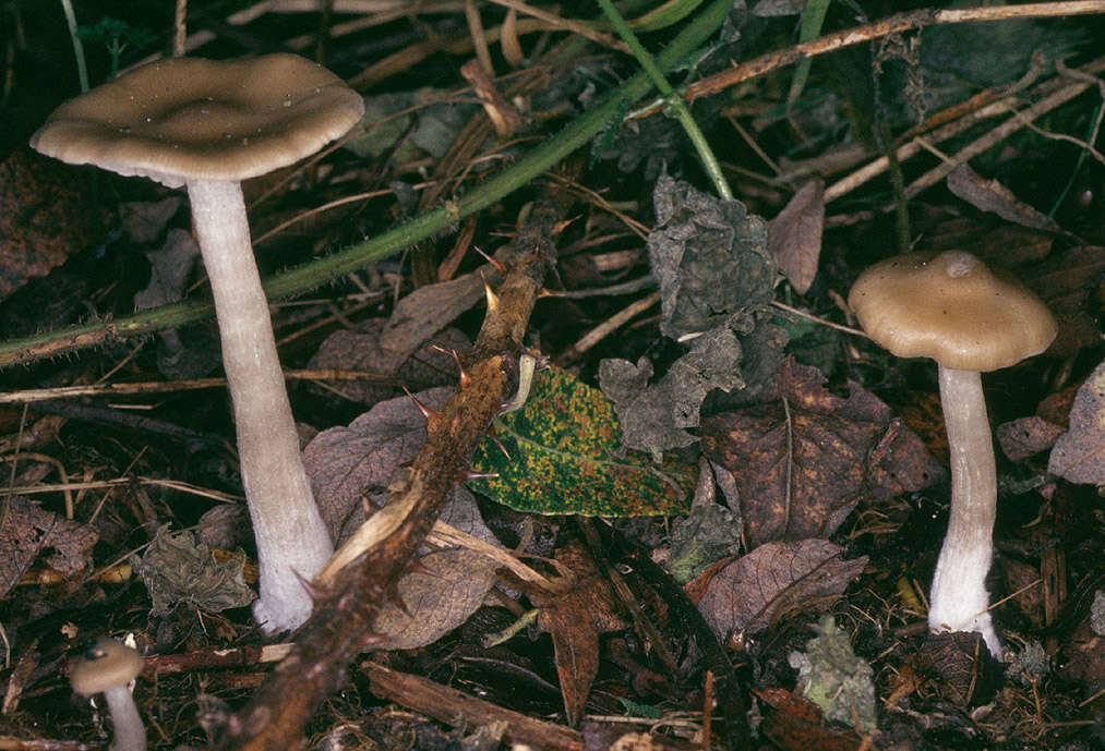 Image of Entoloma rhodopolium (Fr.) P. Kumm. 1871