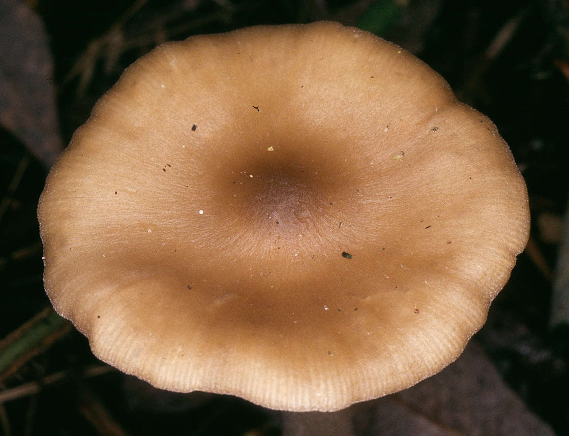 Image of Entoloma rhodopolium (Fr.) P. Kumm. 1871