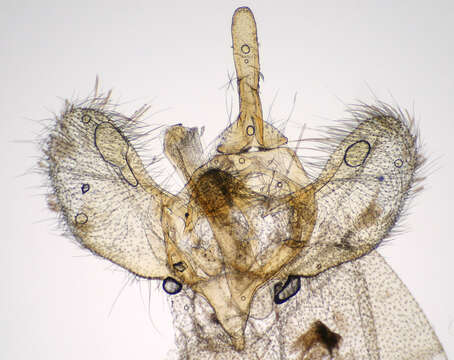 Image of winter moth