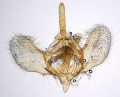 Image of winter moth