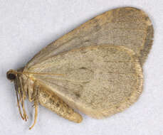 Image of winter moth