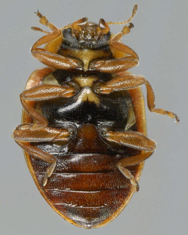 Image of Aphidecta