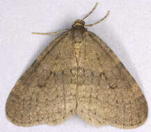 Image of winter moth