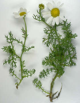 صورة Tripleurospermum maritimum subsp. maritimum