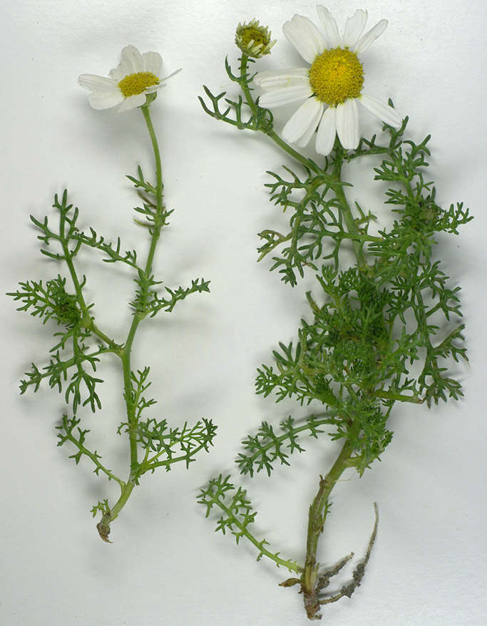 Image of false mayweed