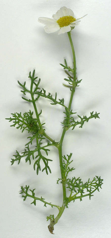 Image of false mayweed