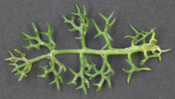 صورة Tripleurospermum maritimum subsp. maritimum