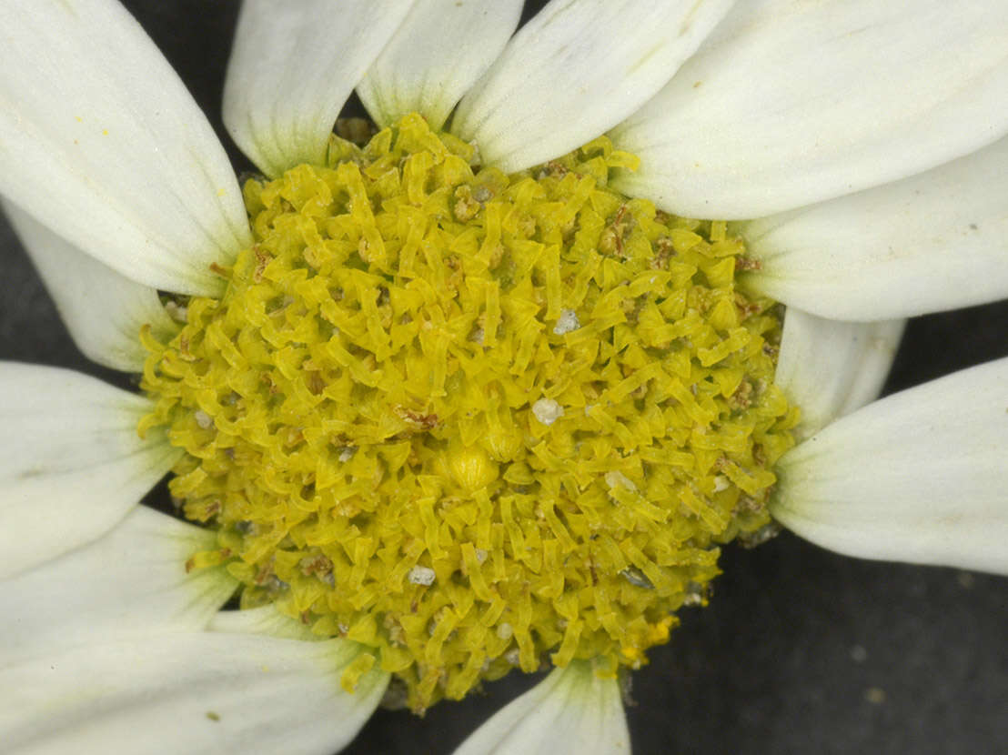 Image of false mayweed