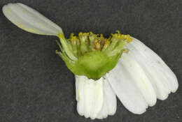 Image of false mayweed