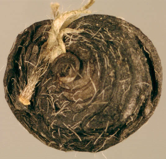 Image of black medick