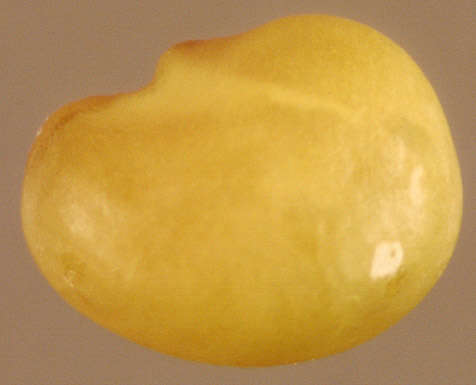 Image of black medick