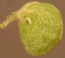 Image of black medick