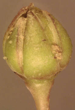 Image of Satin-Flower