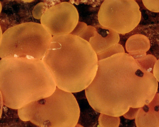 Image of Orbiliomycetes