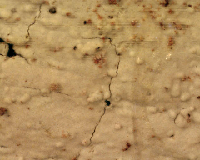 Image of Hyphoderma