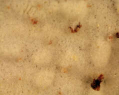 Image of Hyphoderma