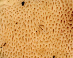 Image de Polypore du pin