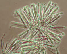 Image of Orbiliomycetes