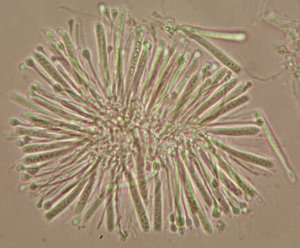 Image of Orbiliomycetes