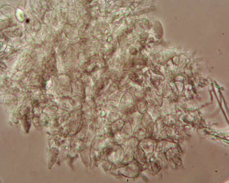 Image of Orbiliomycetes