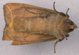 Image of lesser yellow underwing