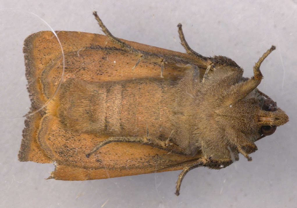 Image of lesser yellow underwing