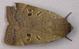 Image of lesser yellow underwing