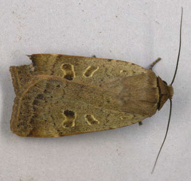 Image of lesser yellow underwing