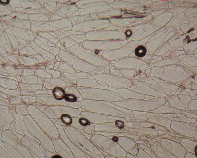 Imagem de Coprinopsis jonesii (Peck) Redhead, Vilgalys & Moncalvo 2001