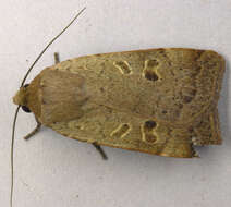 Image of lesser yellow underwing
