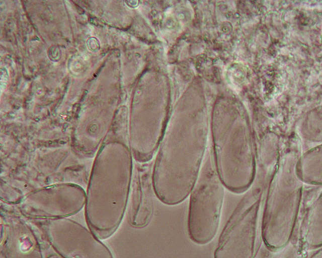 Image of Pluteus plautus (Weinm.) Gillet 1876