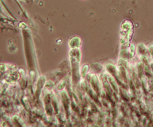 Image of Hyphoderma