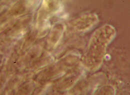 Image of Hyphoderma