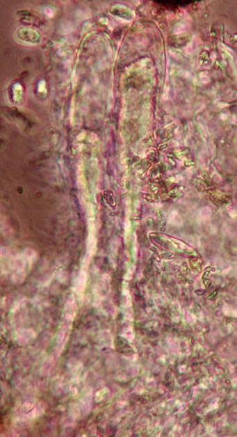 Image of Hyphoderma