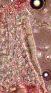 Image of Hyphoderma