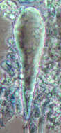 Image of Hyphoderma