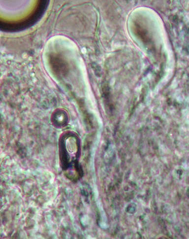 Image of Hyphoderma