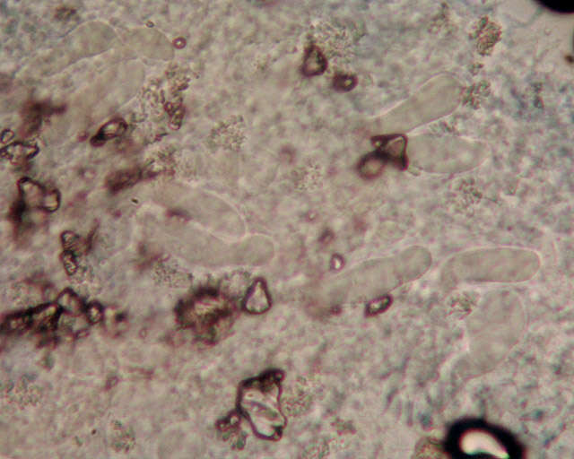 Image of Hyphoderma