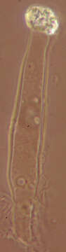 Image of Hyphoderma