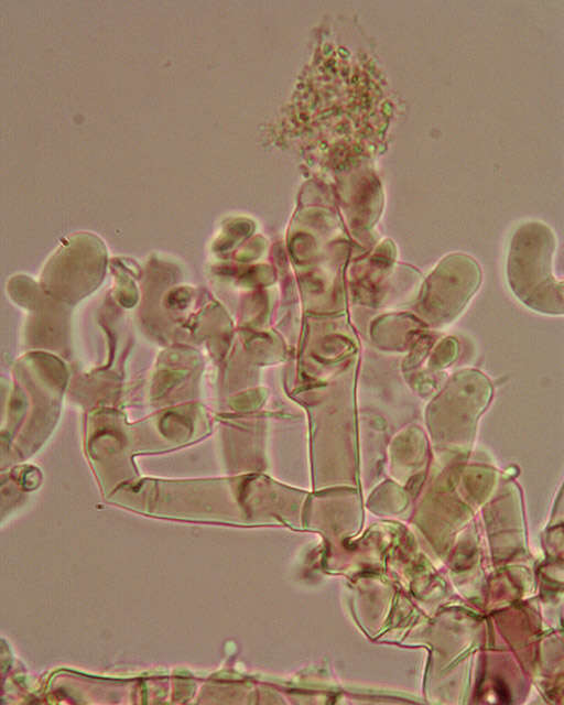 Botryobasidium candicans J. Erikss. 1958的圖片