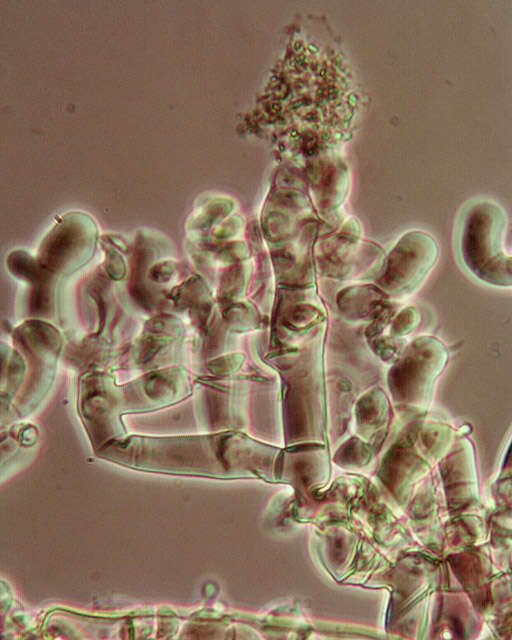 Botryobasidium candicans J. Erikss. 1958的圖片