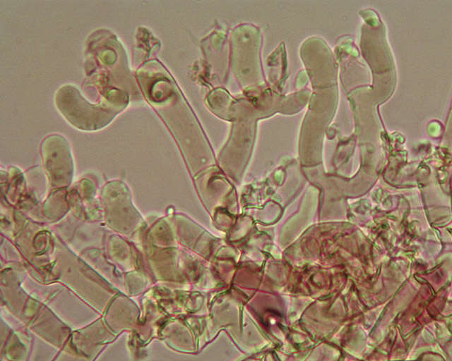 Botryobasidium candicans J. Erikss. 1958的圖片