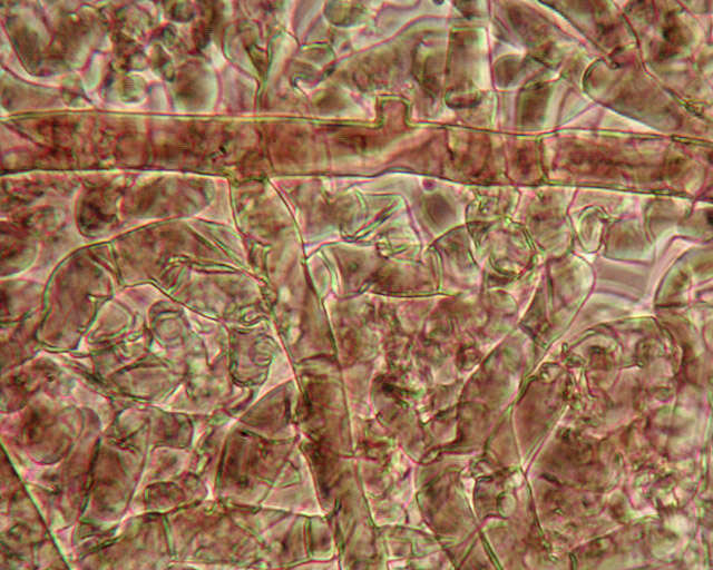 Botryobasidium candicans J. Erikss. 1958的圖片