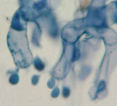 Image of Botryobasidium candicans J. Erikss. 1958