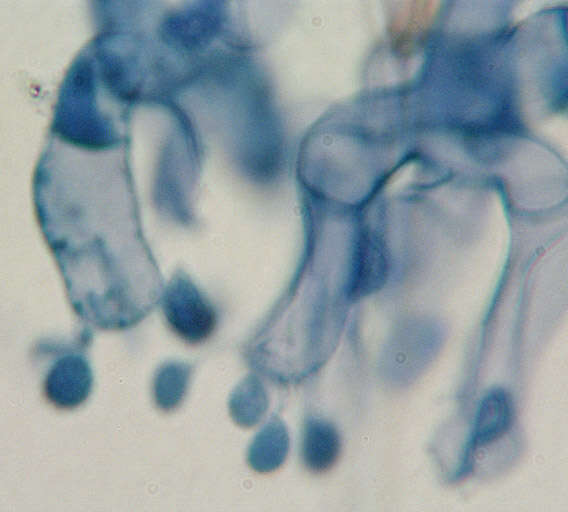 Image of Botryobasidium candicans J. Erikss. 1958