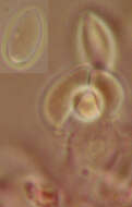 Image de Botryobasidium candicans J. Erikss. 1958