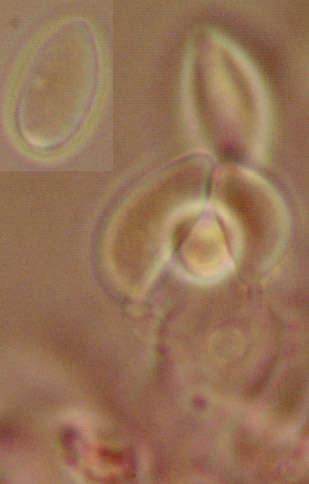 Image of Botryobasidium candicans J. Erikss. 1958